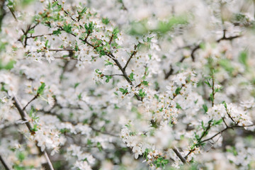 A branch of a blossoming apple tree with young leaves in spring against a sky. Card for Mother's Day or Easter