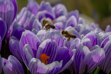 Bienen sammeln Pollen