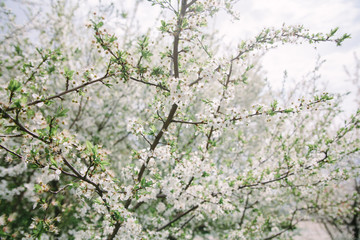 Branch of blooming apple trees with young leaves in spring against a blue sky. card for Mother's Day or Easter