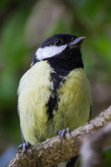 Great Tit Bird