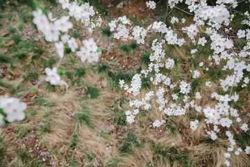 Branches of blossoming apple trees against the background of grass and fallen petals and flowers. View from above