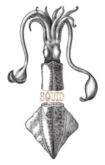 Antique engraving illustration of Squid black and white clip art isolated on white background with text banner