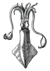 Obraz premium Antique engraving illustration of Squid black and white clip art isolated on white background