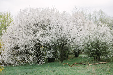 Bush blooming apple trees with young leaves in spring