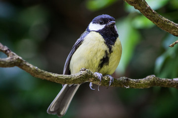 Obraz premium Great Tit Bird