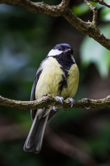 Obraz premium Great Tit Bird