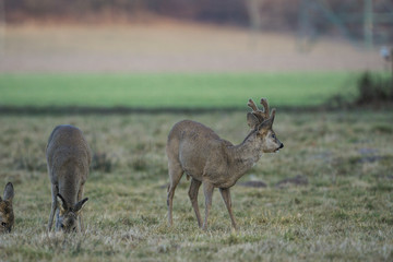 Rehbock im Bast 