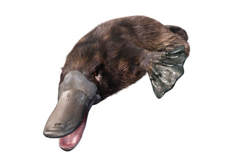 3D Rendering Platypus on White