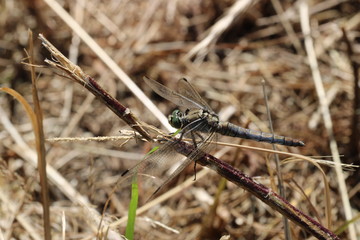 Südlicher Blaupfeil - Orthetrum brunneum