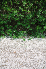 Branches with young green leaves and white fallen petals of spring flowers. View from above. Space for text