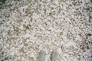 Feet of a girl in gray sneakers against the background of fallen petals of the apple tree. View from above