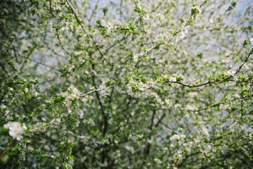Fototapeta na wymiar Bush blooming apple trees with young leaves in spring