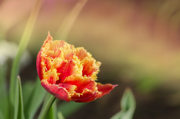 Sensual Touch tulip. Orange double petal tulip