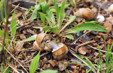 Mating of garden snails