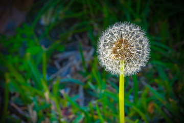 dandelion on green background