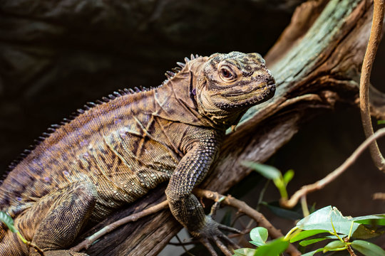 Caiman Lizard III