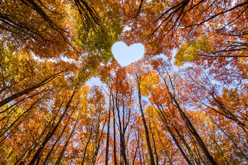 Shape of heart in treetops of colored beeches