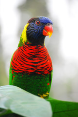 Rainbow Lorikeet, Trichoglossus moluccanus, Jurong Bird Park, Singapore.