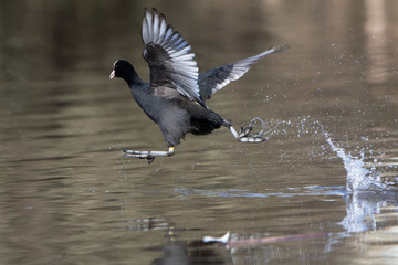 Eurasian Coot, Coot, Fulica atra 