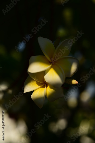 Plumeria Flower White Flower Yellow Flower Or White Flower