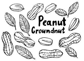 A set of sketches of peanuts.