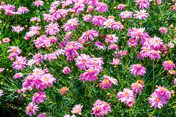 Fototapeta premium beautiful daisy flowers