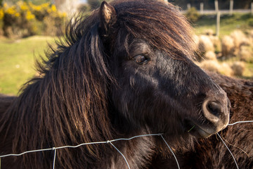 Shetland Pony in Beara Peninsula, Ireland