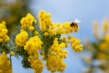 ミモザとミツバチ