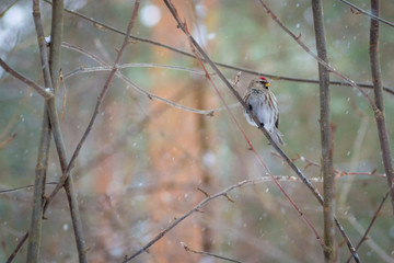 hungry wild bird  redpoll on a tree in spring forest