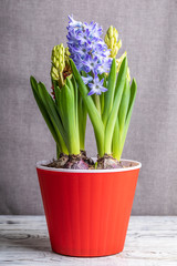 Beautiful colored hyacinths on gray background