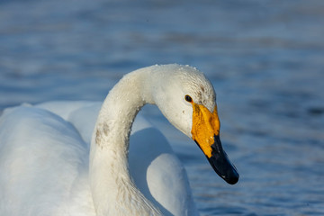 Obraz premium cigno selvatico primo piano
