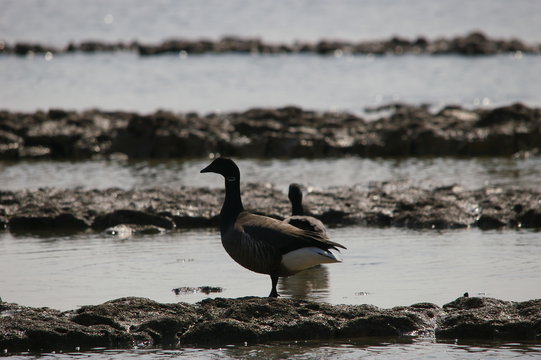 227 Best Oie Sauvage Images Stock Photos Vectors Adobe Stock 227 Best Oie Sauvage Images Stock Photos Vectors Adobe Stock