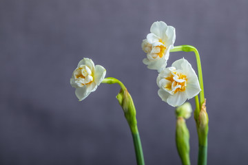 Naklejka na ściany i meble Beautiful white hyacinths on gray background