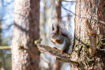 Hungry and funny one wild squirrel sitting on a tree in the spring forest