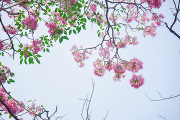 Fototapeta premium Pink flower Chompoo Pantip blossom in Thailand , Thai sakura with sweet background , Background