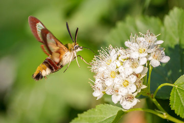 Close-up one hornworm moth-hawk in flight over white flower looking for nectar in summer day with green blur background and soft focus. The concept of macro photography of insects in natural habitat.