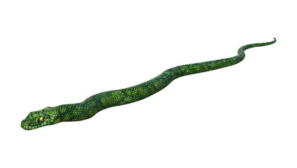 3D Rendering Giant Fantasy Snake on White
