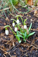 Tiny white snowdrop galanthus flowers in bloom emerge through the ground and snow in winter