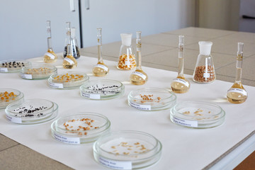 Seeds sprouts and grain sprouts. Germination. 