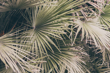 Background from natural leaves of a palm tree of green color.