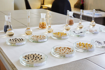 Seeds sprouts and grain sprouts. Germination. 