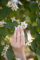 Fototapeta na wymiar Sprig of jasmine flowers in female hand with manicure. Close-up.