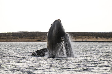 Naklejka premium Whale jumping in Peninsula Valdes,, Patagonia, Argentina