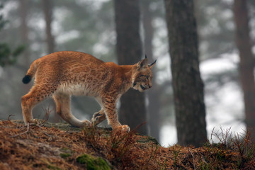 Le lynx eurasien (Lynx lynx), également connu sous le nom de lynx européen ou sibérien aux couleurs d& 39 automne dans la forêt de pins.