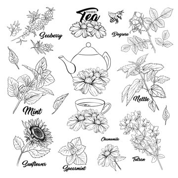 Tea Herbs Botany Plants Outline Set. Sketch Isolated Hand Drawn Engraved Illustration of Stinning Daisy or Chamomile Flower. Dogrose, Mint, Tutsan Herb. Herbal Medicine Nettle. Seaberry and Sunflower