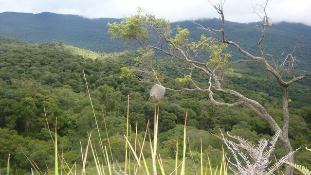 Nido de avispas pegado a un &aacute;rbol 