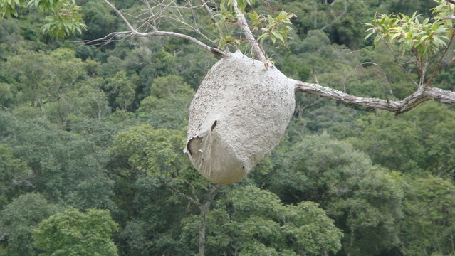 Nido de avispas pegado a un &aacute;rbol 