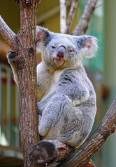 A koala on a eucalyptus gum tree in Australia © eqroy