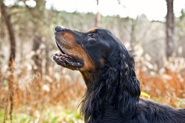 Dog breed  Setter Gordon portrait in profile on nature in the forest