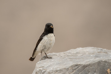 Hume's Wheatear (Oenanthe albonigra)